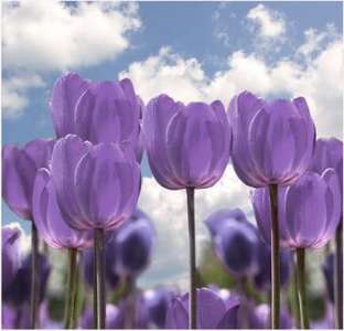 Сиреневые тюльпаны – красота с особым характером